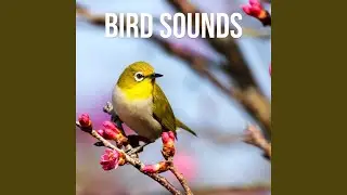 Nature With Birds Streamside Life