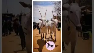 #Hallikarbull Hallikar bullocks amazing walking style