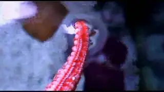Marble Sea Star