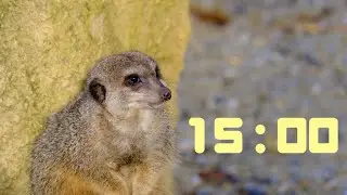 15-Minute Groundhog-Themed Timer | Fun Countdown for Focus, Study, or Play!