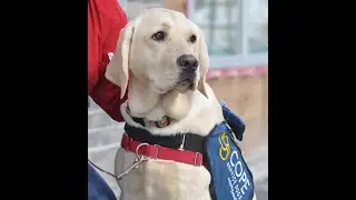 COPE Dogs In Training