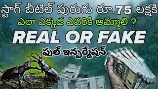 స్టాగ్ బీటిల్ పురుగు.75లక్షకిఎలాఎవరికిఅమ్మాలి? How to Make Money Selling Stag Beetles? Real or Fake?