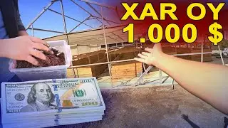 БИОГОМУС БИЗНЕСИНИНГ ТАКОМИЛЛАШГАН БОСҚИЧИ. ИННОВАЦИЯ