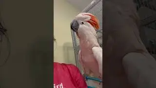 AJ the Moluccan Cockatoo #cockatoos #cockatoolife #birds