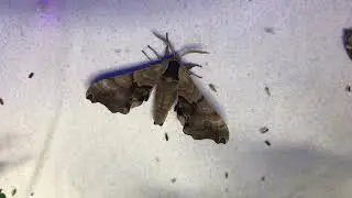 Mothing at Clear Creek Provincial Park