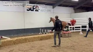 SLF DEC 2025: Castro Du Cache Pot Z, gelding, 2022 by Casper du Cache Pot Z