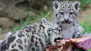 Zoo Zürich Jungtiere: 1 Jahr Schneeleoparden-Zwillinge