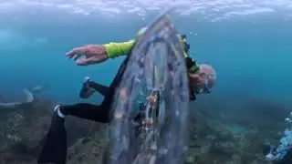 Diving Magdelena Bay 360 Format