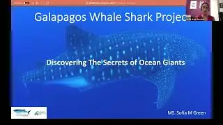 Discover the Whale Sharks of the Galapagos