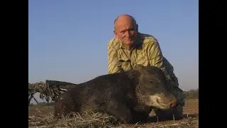 Caza de Majano (Pecar&iacute; Labiado)