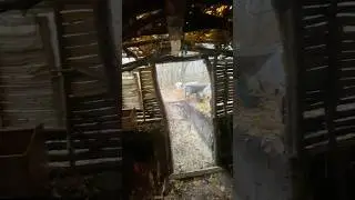 Присутствует Мат 🤬 #природа #survival #бушкрафт #выжывание #лес #одых #활착 #生存