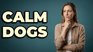 How Much Exercise Does My Dog Need Before Alone Time?
