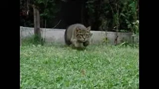 Cutest Cat Jumping and Running Around in Slowmotion