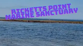Ricketts Point Marine Sanctuary #australia #beach #nature #explore #swimming #snorkeling #diving