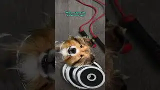 This Dog&rsquo;s Workout Album Will Make You Laugh So Hard!
