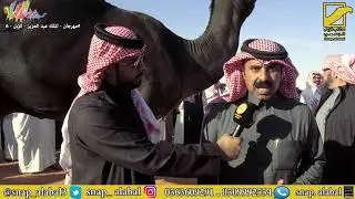 دخول المجاهيم قعدان ( حق - لقي - جذع ) + دق سواحل في مهرجان الملك عبد العزيز للإبل بنسخته السادسة