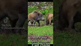 wild boar fun facts |  short video #animals #shorts #funfacts