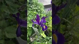 Dutch iris