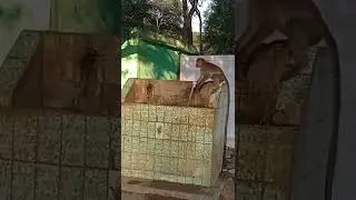 Monkey Open Tap of Water || Funny Animals
