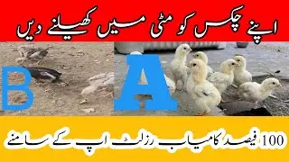 &lrm;A vs B Feed Comparison for Chicks | 100% Growth Result | Poultry Farming Tips
