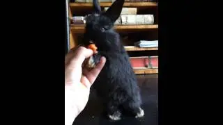 Angora Rabbit Blue Eyes