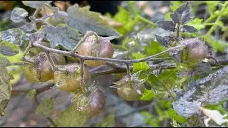 Gal&aacute;pagos Tomatoes:  De-Evolving? Nature&rsquo;s Plot Twist!