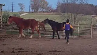 Horse Pulling Other Horse's Tail