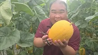 Ăn Dưa Lưới | Tại Vườn Dưa Ở Tỉnh Bà Rịa Vũng Tàu