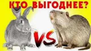 Кролики или нутрии? Плюсы и Минусы каждого.Кто выгоднее?Кто останется у меня , а кого буду убирать?