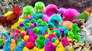 Transport cute chicks, Colorful Chicks, Rabbits, Duck pekin, Marmot, Swan, Turtle, Cute Animal