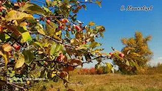 17 09 2021 A walk outside the city. Experimental field. Прогулка за город. Опытное поле.