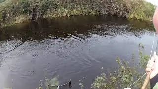 Salmon jumps and throws the hook !!!