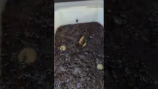 CON UNA TARRINA DE MARGARINA CREO COMIDA PARA PECES #shorts