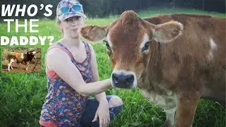 How To Choose a Bull for Breeding My Family Cow To