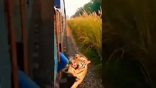 Tiger Encounter Man Filming from Train Door 😱🐅 | चलती ट्रेन में टाइगर हमला
