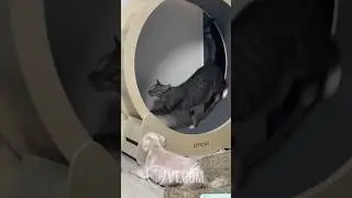 Cat Slaps Dog for Ignoring His Workout Routine 🐱💪