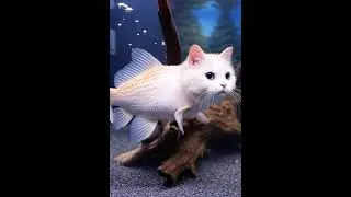 le poisson chat #chaton