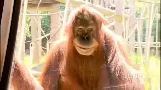 Evil Monkey....