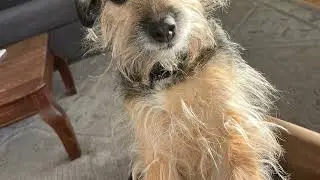 Benjis Life