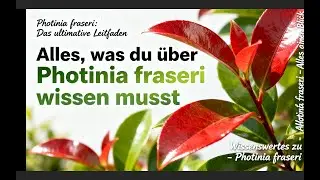 🌿 Glanzmispel oder Photinia fraseri &ndash; Alles Wichtige im &Uuml;berblick