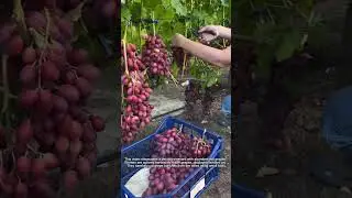 The Process of Harvesting  Grapes in a Vineyard