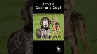 Is This a DOG or a DEER? I'm Still Not Sure. 🤔🦌🐕