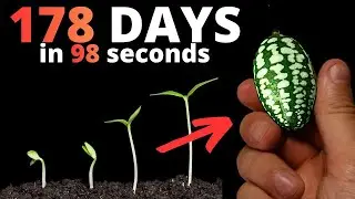 Mouse Melon Seed to Harvest Timelapse in 98 Seconds (178 DAYS)