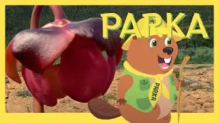 🪨 500 Million-Year-Old Rocks & a Bug-Eating Plant 🪲 | Parka | Nature for Kids  @Smart_Kids_Youtube