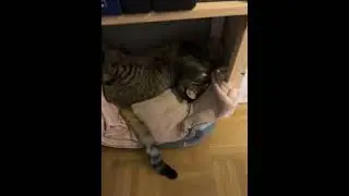 Cat Sleeping in Weird Position