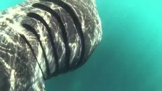 Swimming and snorkelling with basking sharks Cornwall UK