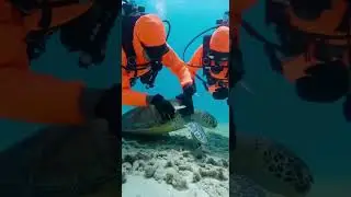 Divers Free Trapped Sea Turtle from Plastic Net | Real Ocean Rescue 🌊🐢 #seaturtlerescue #oceanheroes