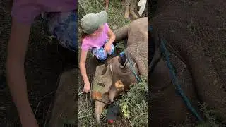 Rhino conservation is such a vital part in the survival of this incredible species! 🦏🌍