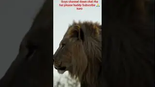 #cosplayer #lion #lionking Master the Lion Effect: Easy Cyborg Skull Cosplay Hacks #animals