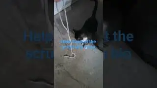 help the scruff and her string